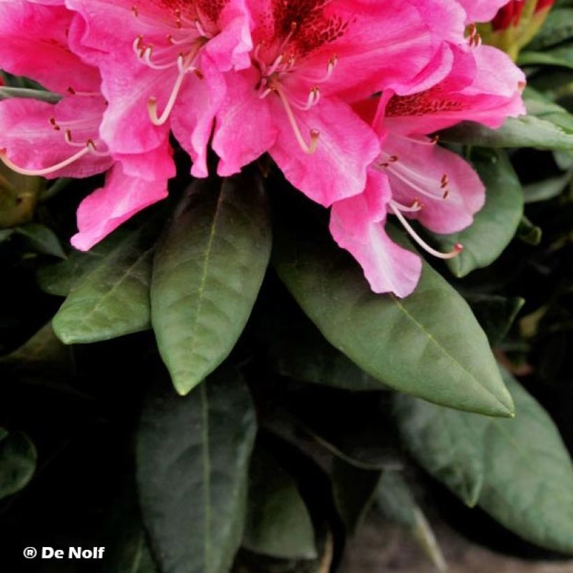 Rhododendron hybride Cosmopolitan (Foliage)