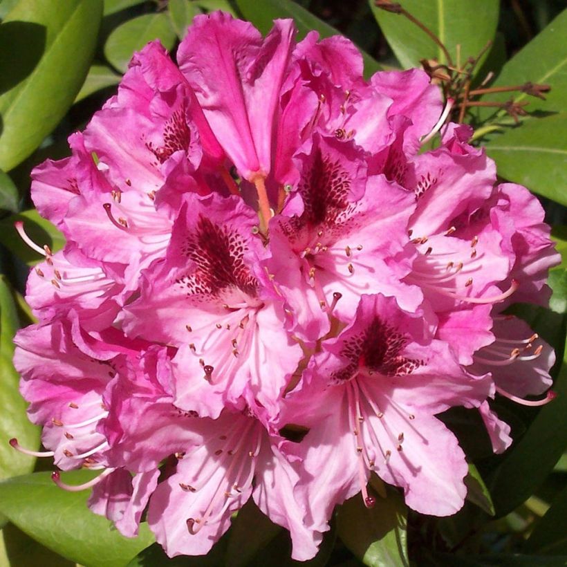 Rhododendron hybride Cosmopolitan (Flowering)