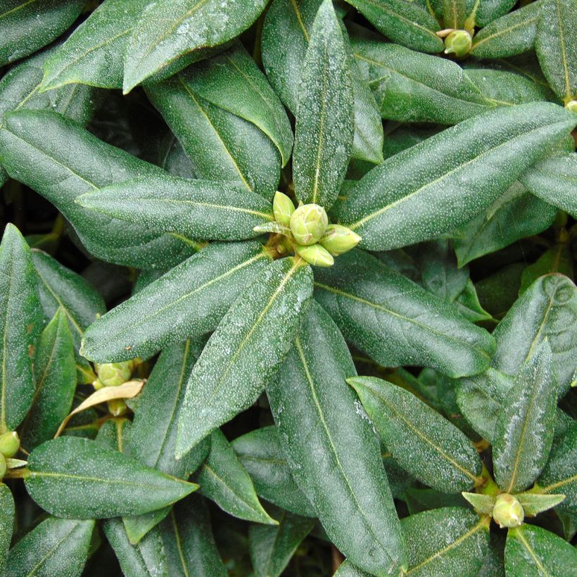 Rhododendron Dora Amateis - Rhododendron nain (Foliage)