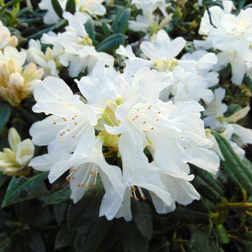 Rhododendron Dora Amateis - Rhododendron nain (Flowering)
