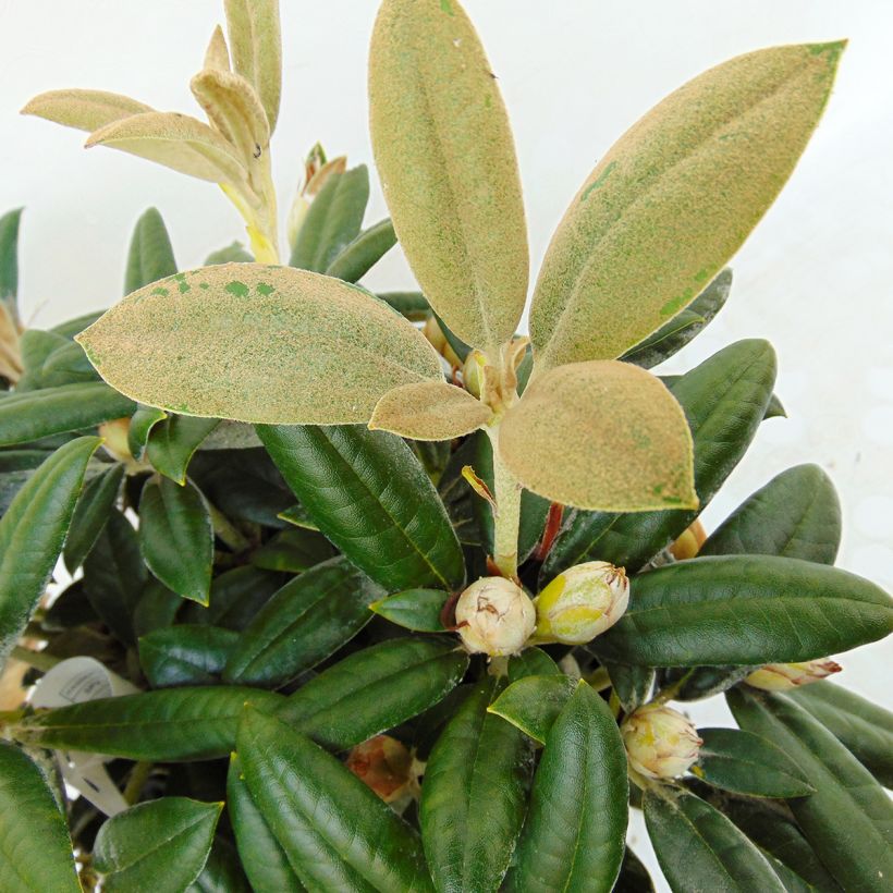 Rhododendron Dusty Miller - Rhododendron nain (Foliage)