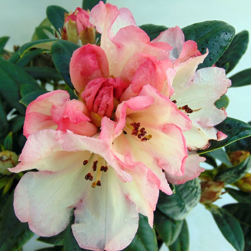 Rhododendron Dusty Miller - Rhododendron nain (Flowering)
