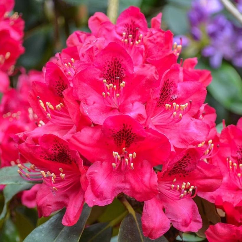 Rhododendron Elisabeth - Rhododendron nain (Flowering)