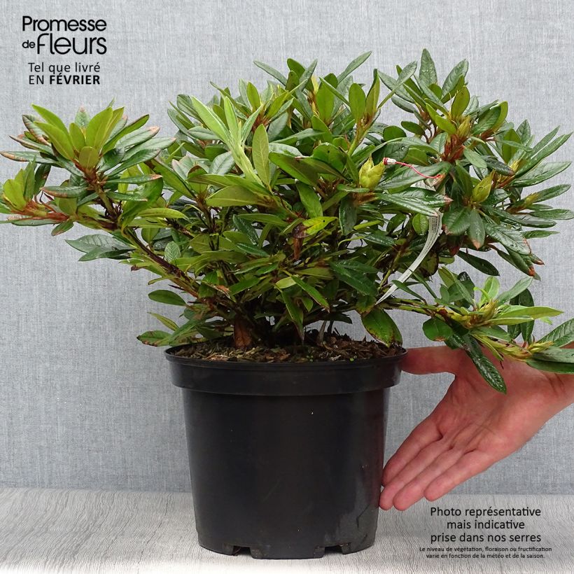 Example of Rhododendron Elisabeth - Rhododendron nain Pot de 4L/5L as you get in automne