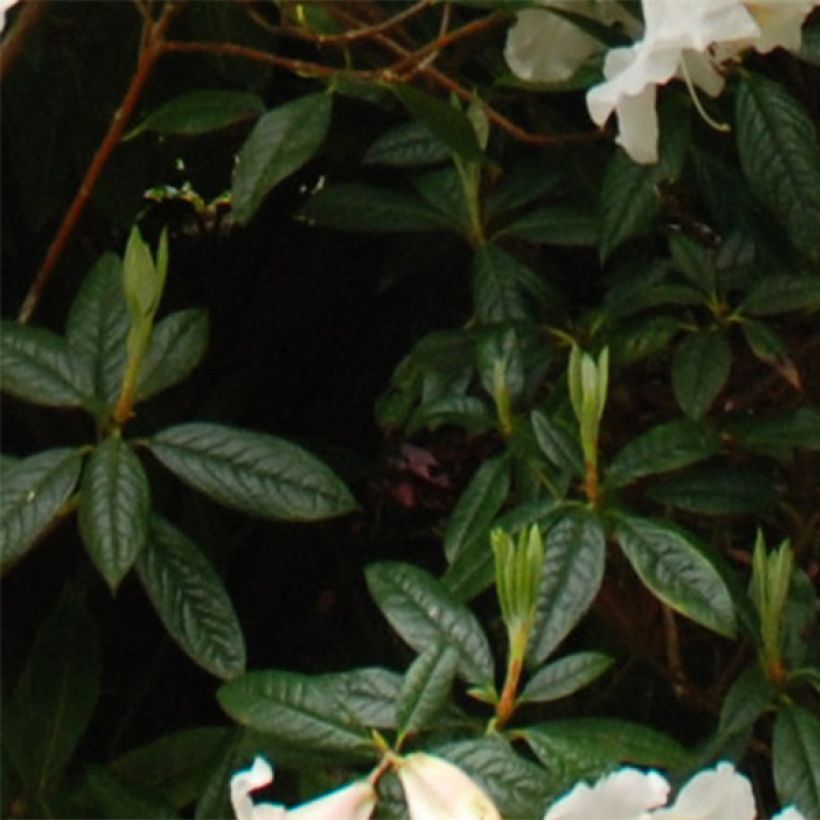 Rhododendron Fragrantissimum - Rhododendron nain parfumé (Foliage)