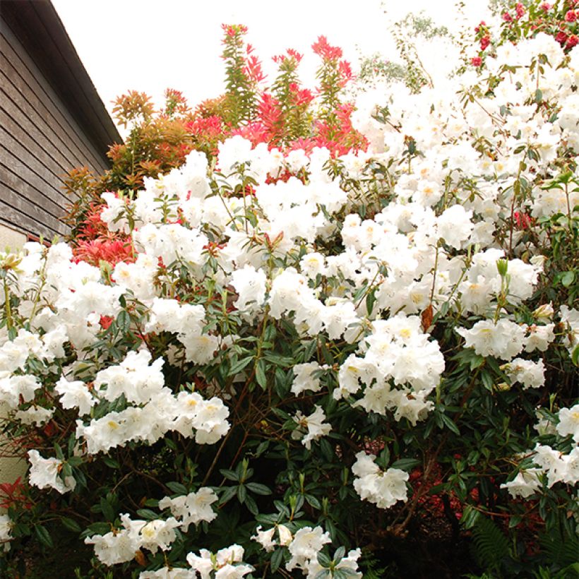 Rhododendron Fragrantissimum - Rhododendron nain parfumé (Flowering)