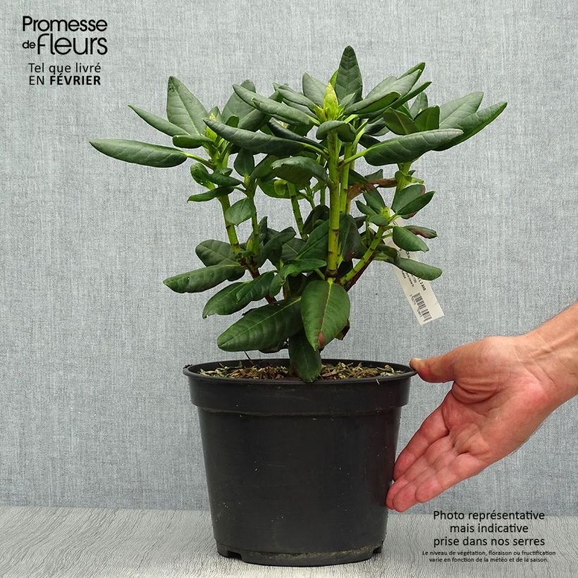 Example of Rhododendron Gedser Gold Pot de 4L/5L as you get in automne