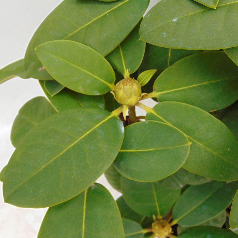 Rhododendron Germania - Grand Rhododendron (Foliage)