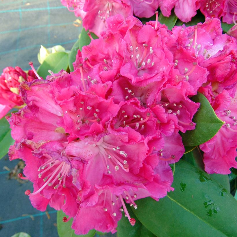 Rhododendron Germania - Grand Rhododendron (Flowering)