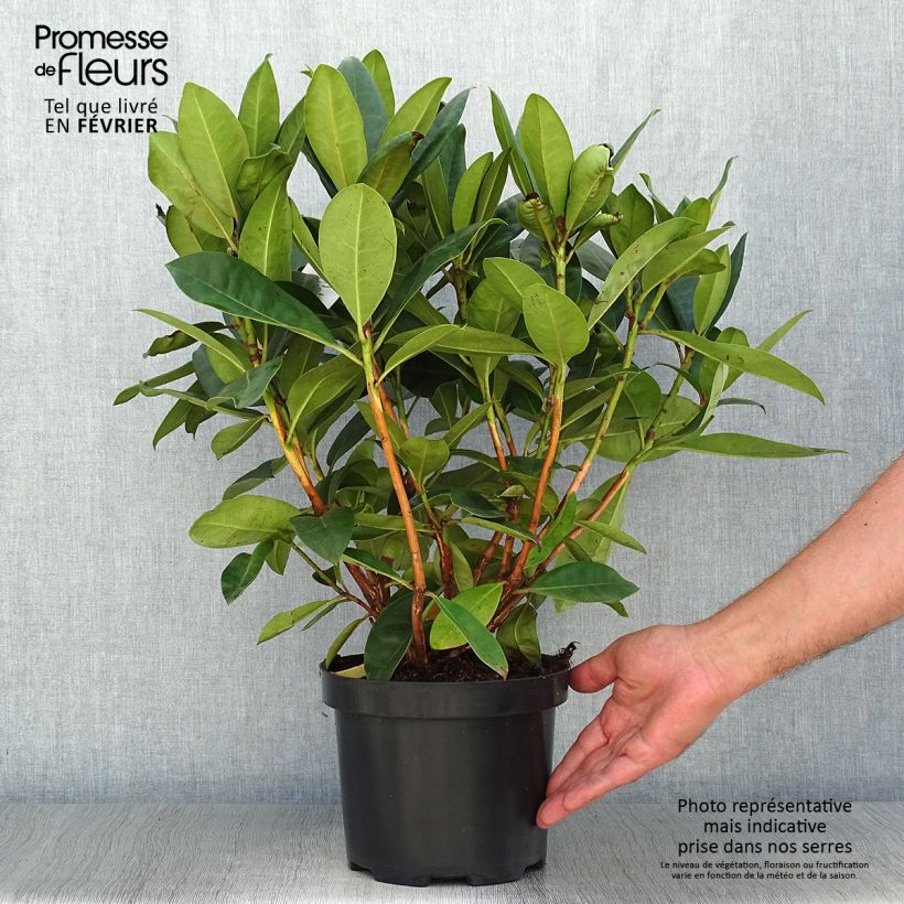 Example of Rhododendron Gomer Waterer Pot de 3L/4L as you get in automne