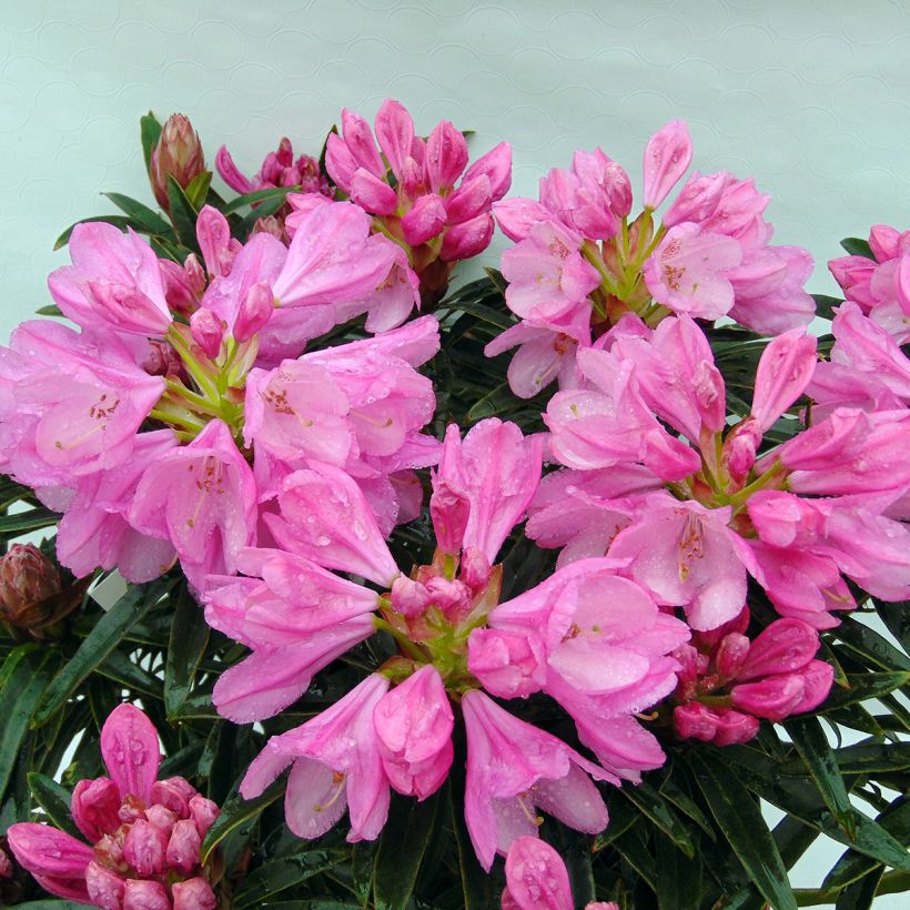 Rhododendron Graziella - Grand Rhododendron (Flowering)