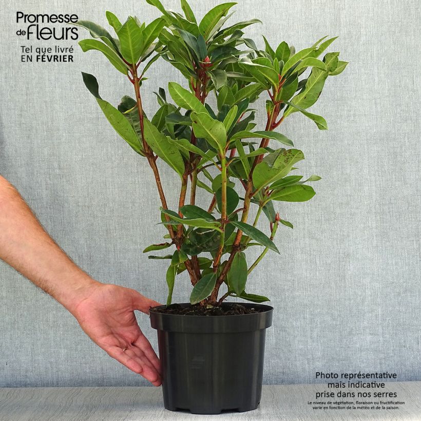 Example of Rhododendron Halfdan Lem Pot de 4L/5L as you get in automne