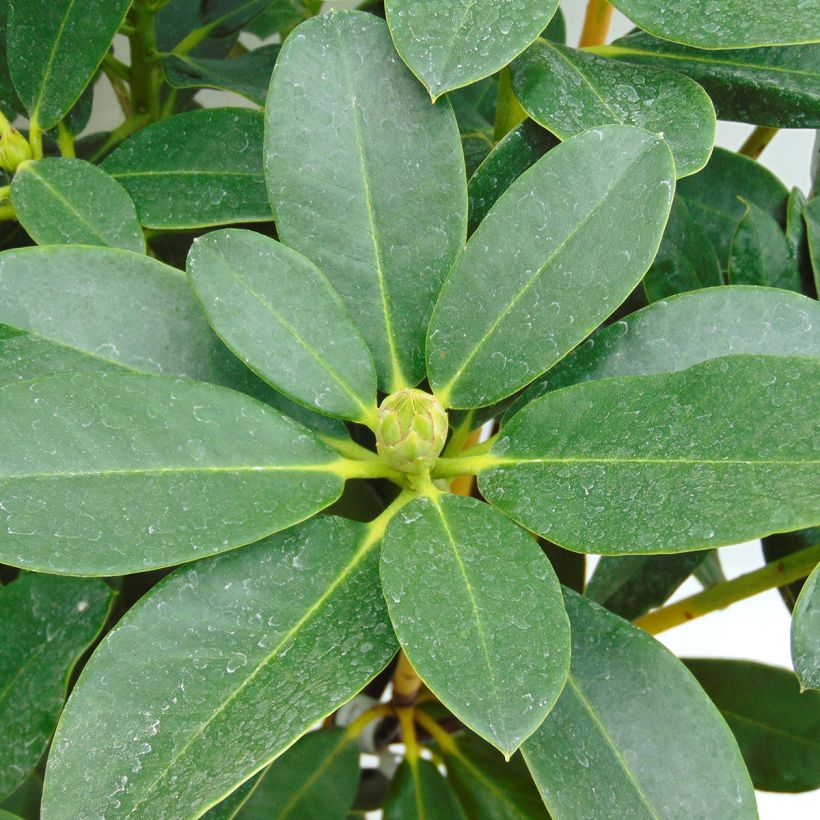 Rhododendron Horizon Monarch - Grand Rhododendron (Foliage)
