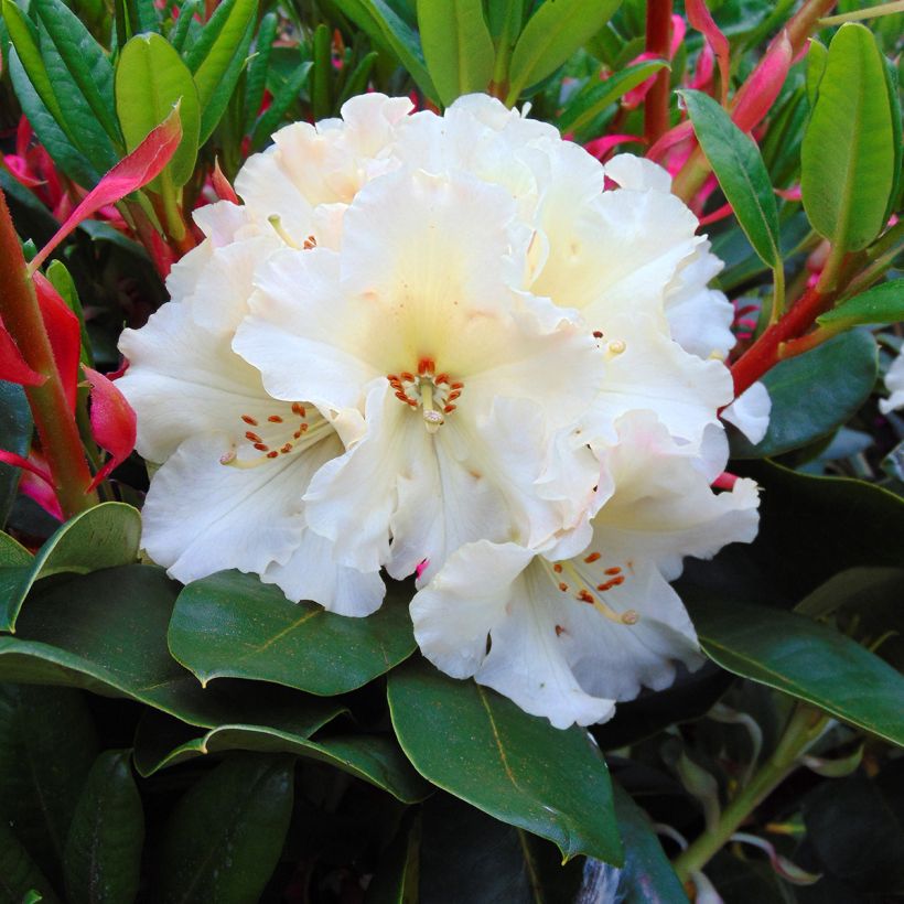 Rhododendron Horizon Monarch - Grand Rhododendron (Flowering)