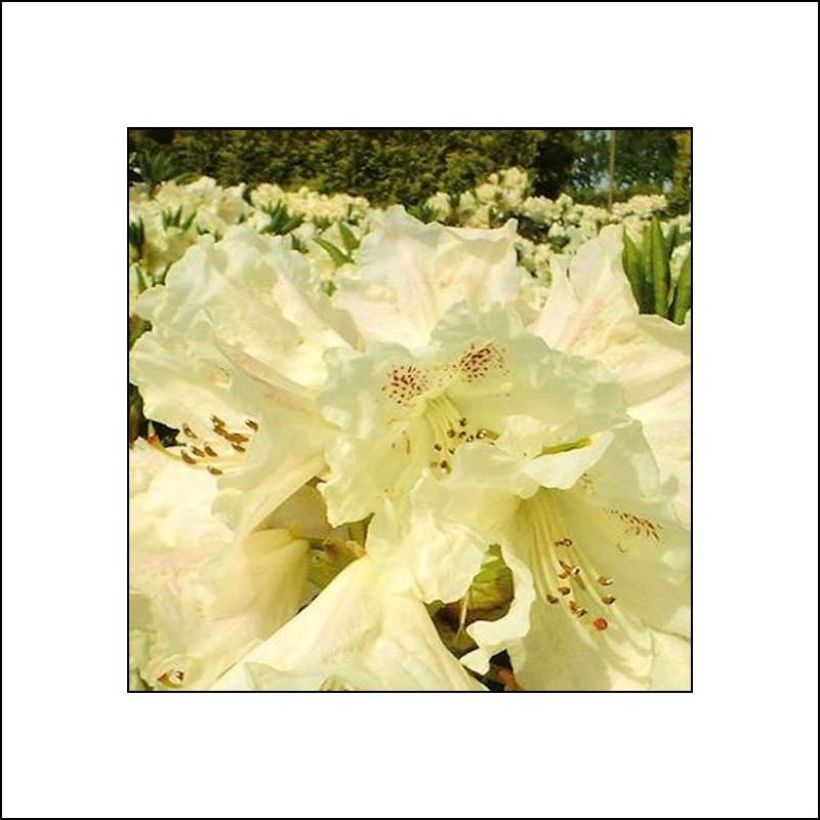 Rhododendron Inkarho Bellini (Flowering)
