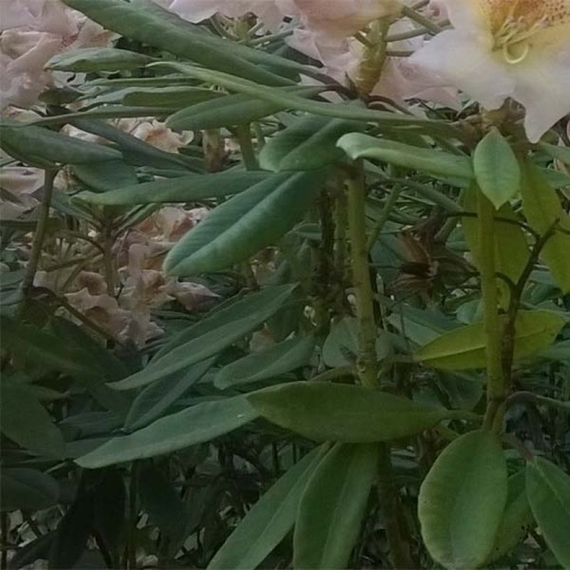 Rhododendron Inkarho Bernstein (Foliage)
