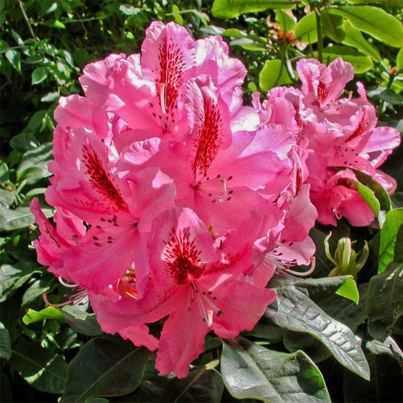 Rhododendron Inkarho Furnivall's Daughter (Flowering)