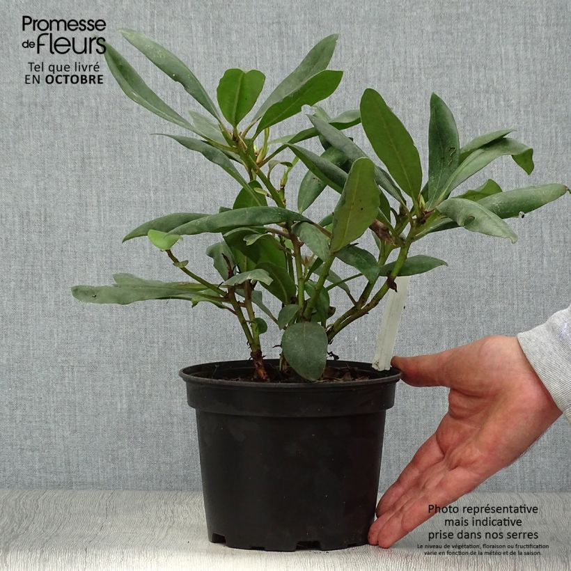 Example of Rhododendron Inkarho Marcel Ménard Pot de 4L/5L as you get in automne