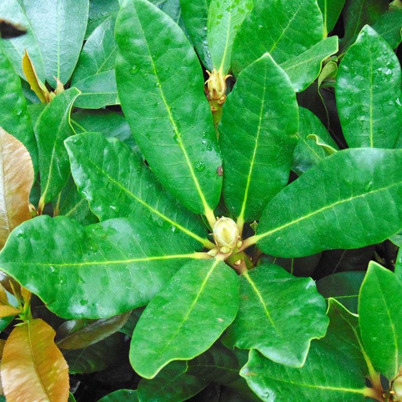 Rhododendron Inkarho  Nova Zembla (Foliage)