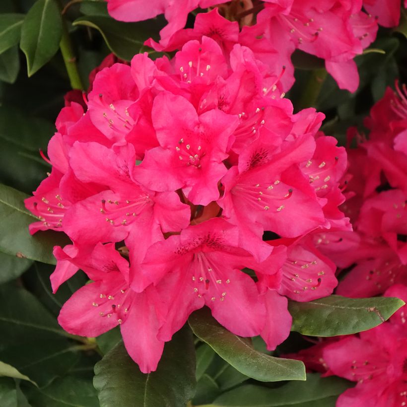Rhododendron Inkarho  Nova Zembla (Flowering)
