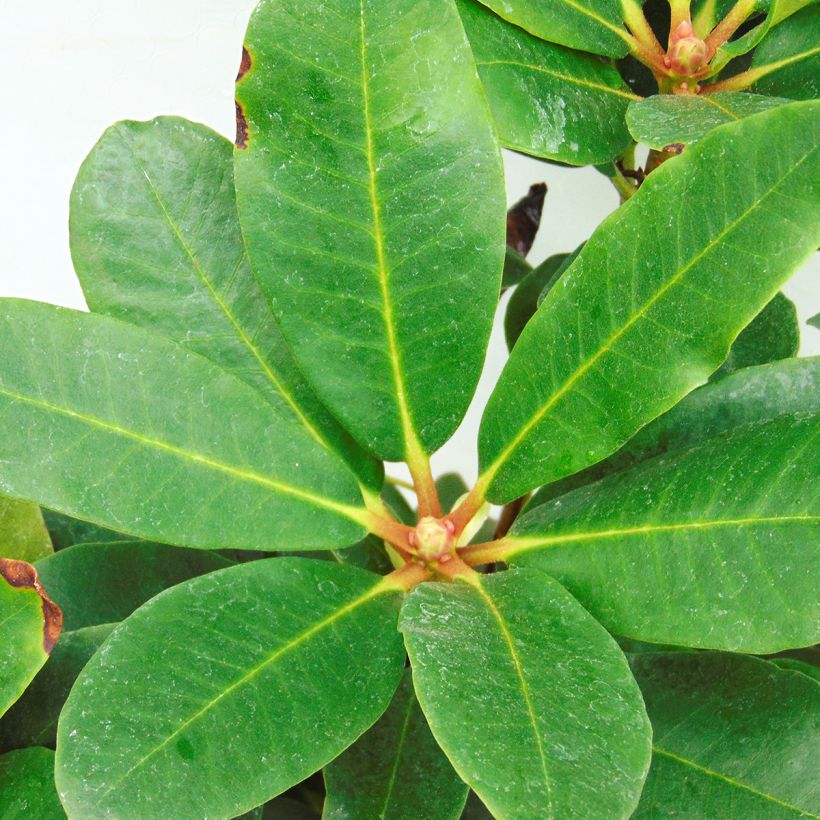 Rhododendron Lem's Monarch - Grand Rhododendron (Foliage)