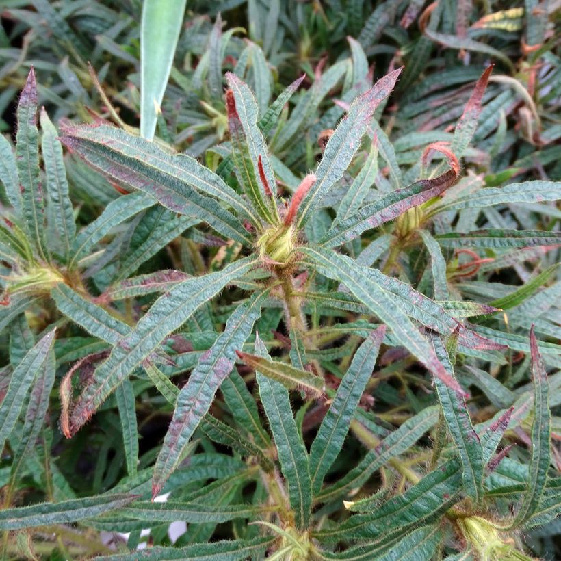 Rhododendron Linearifolium - Rhododendron nain (Foliage)