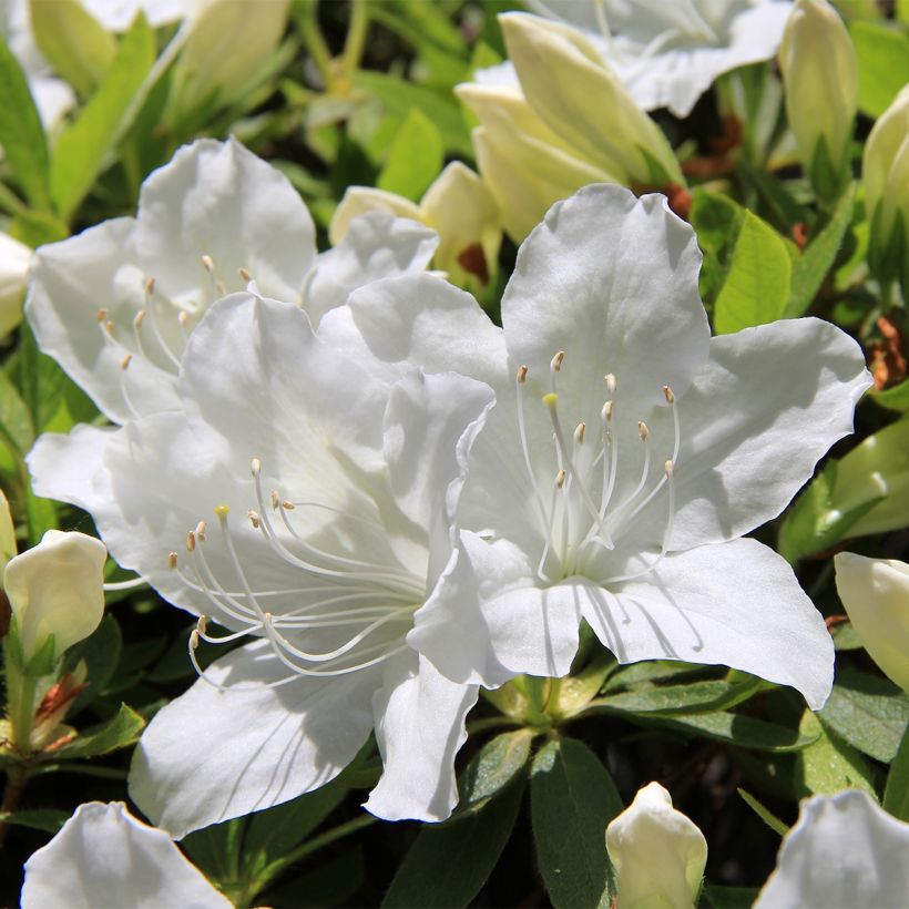 Azalée du Japon Luzi - Rhododendron hybride (Flowering)