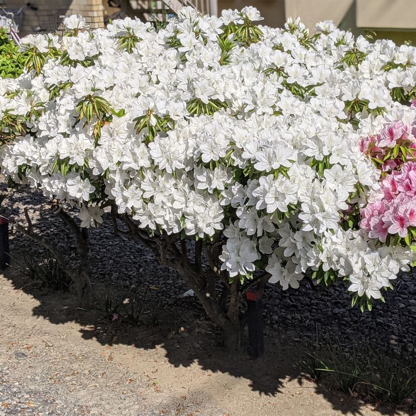 Azalée du Japon Luzi - Rhododendron hybride (Plant habit)