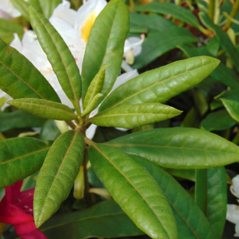 Rhododendron Madame Masson - Grand Rhododendron (Foliage)