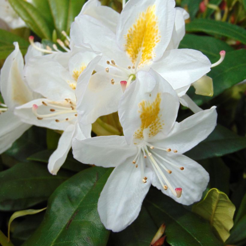 Rhododendron Madame Masson - Grand Rhododendron (Flowering)