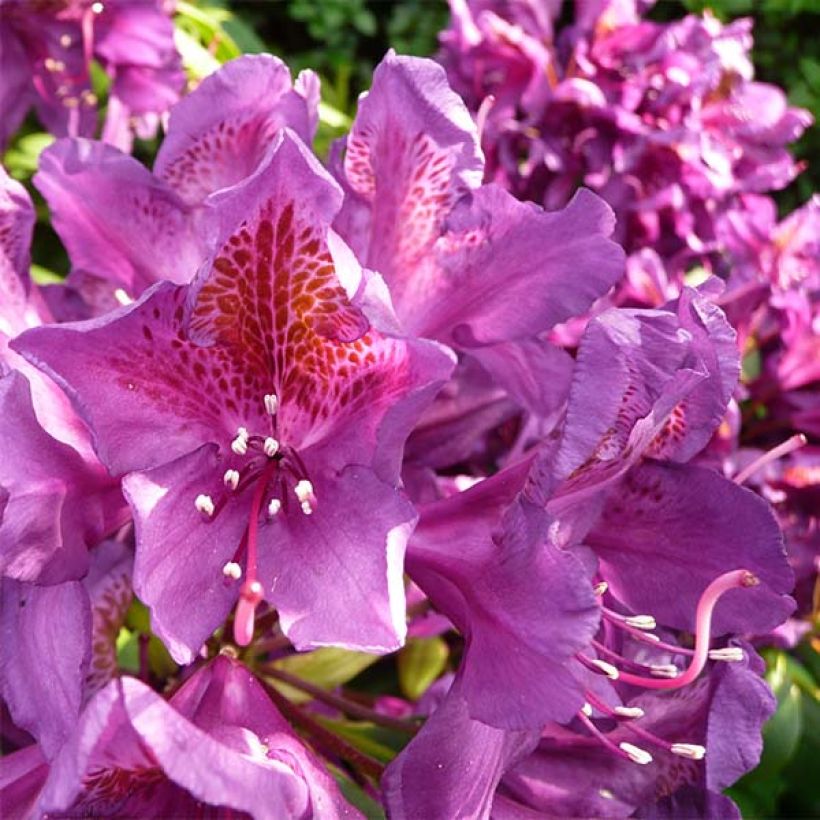 Rhododendron Marcel Ménard  (Flowering)