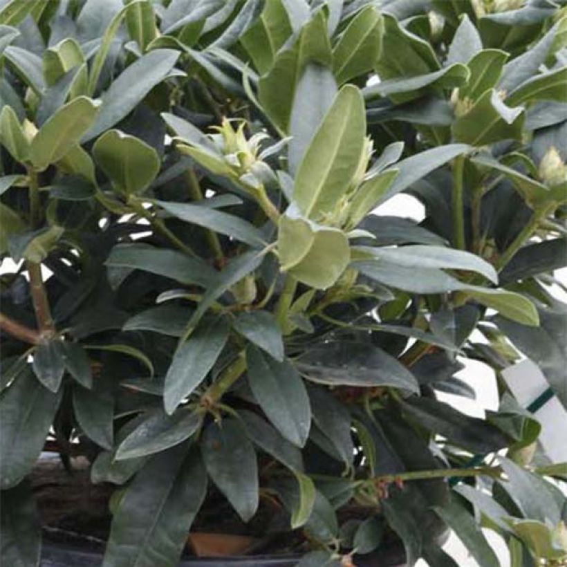 Rhododendron Marie Forte (Madame Fortier) - Grand Rhododendron (Foliage)