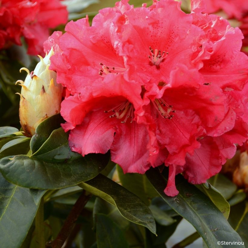 Rhododendron Markeeta's Prize - Grand rhododendron (Flowering)
