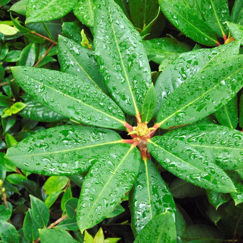 Rhododendron Melville - Grand Rhododendron (Foliage)