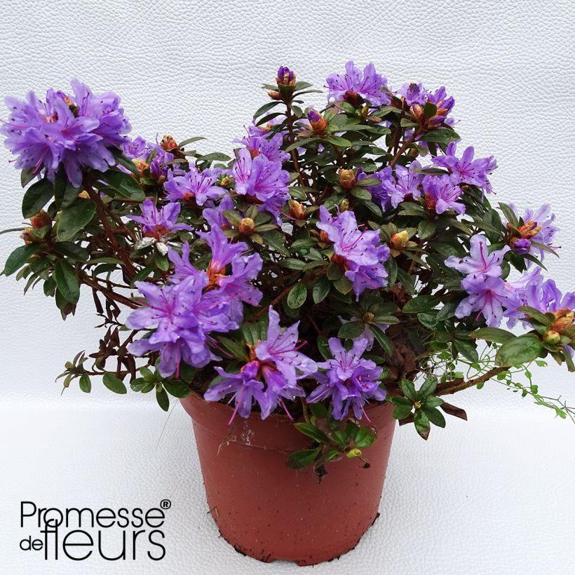 Rhododendron Moerheim - Rhododendron nain (Plant habit)