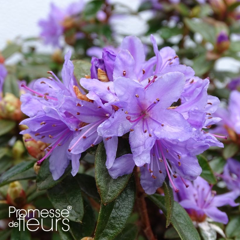 Rhododendron Moerheim - Rhododendron nain (Flowering)
