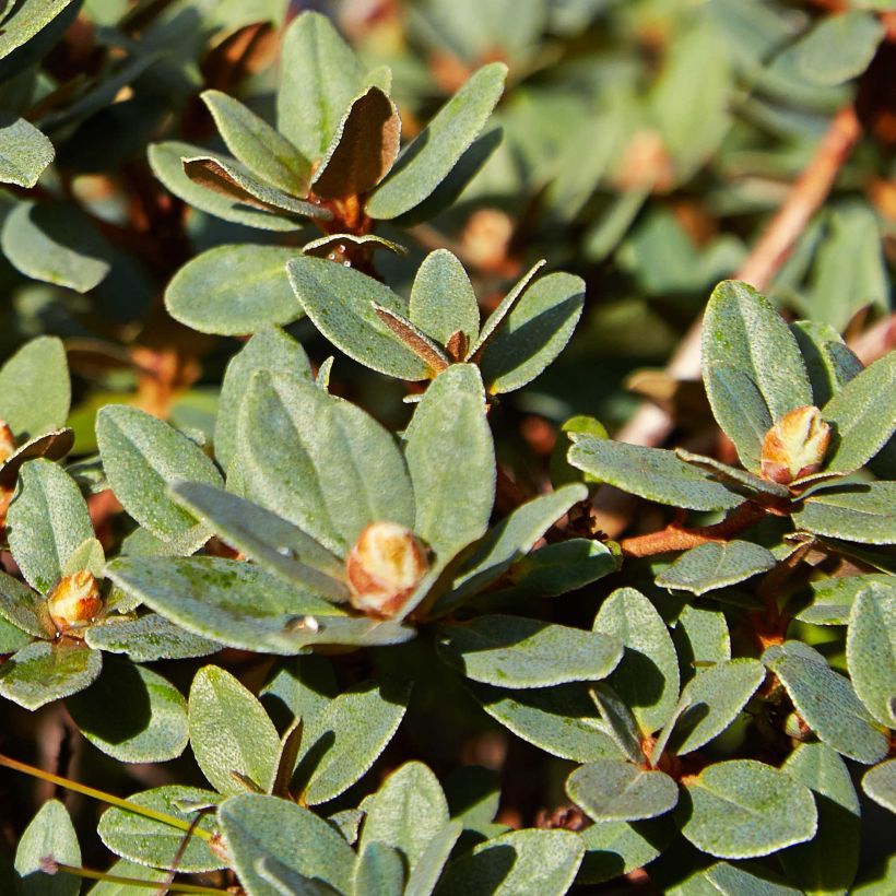 Rhododendron Moerheim - Rhododendron nain (Foliage)