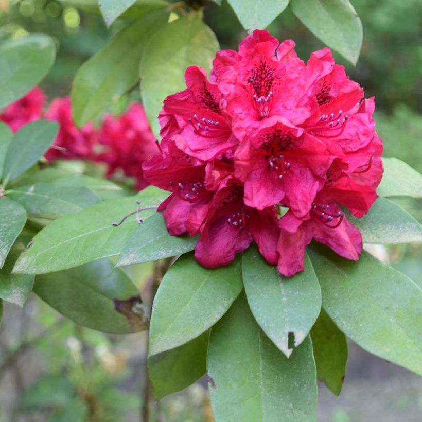 Rhododendron hybride Moser's Maroon (Flowering)