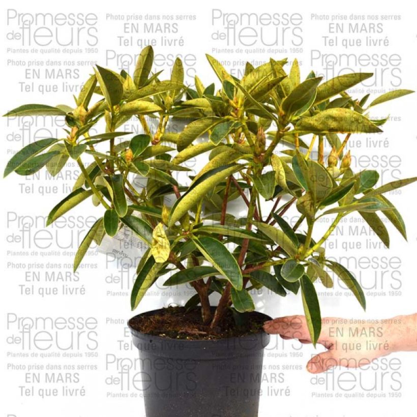 Example of Rhododendron Olga - Grand Rhododendron Pot de 4L/5L as you get
