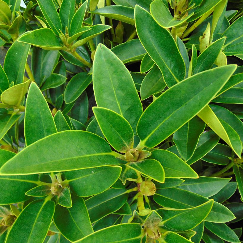 Rhododendron Olga - Grand Rhododendron (Foliage)