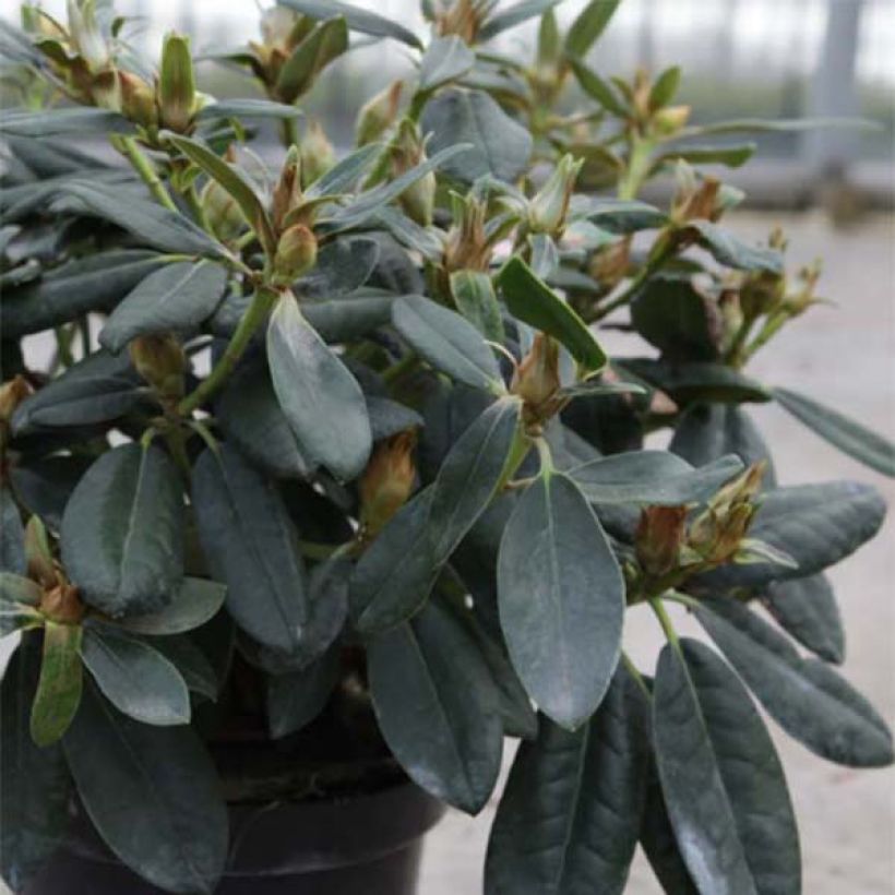 Rhododendron Percy Wiseman - Rhododendron nain  (Foliage)