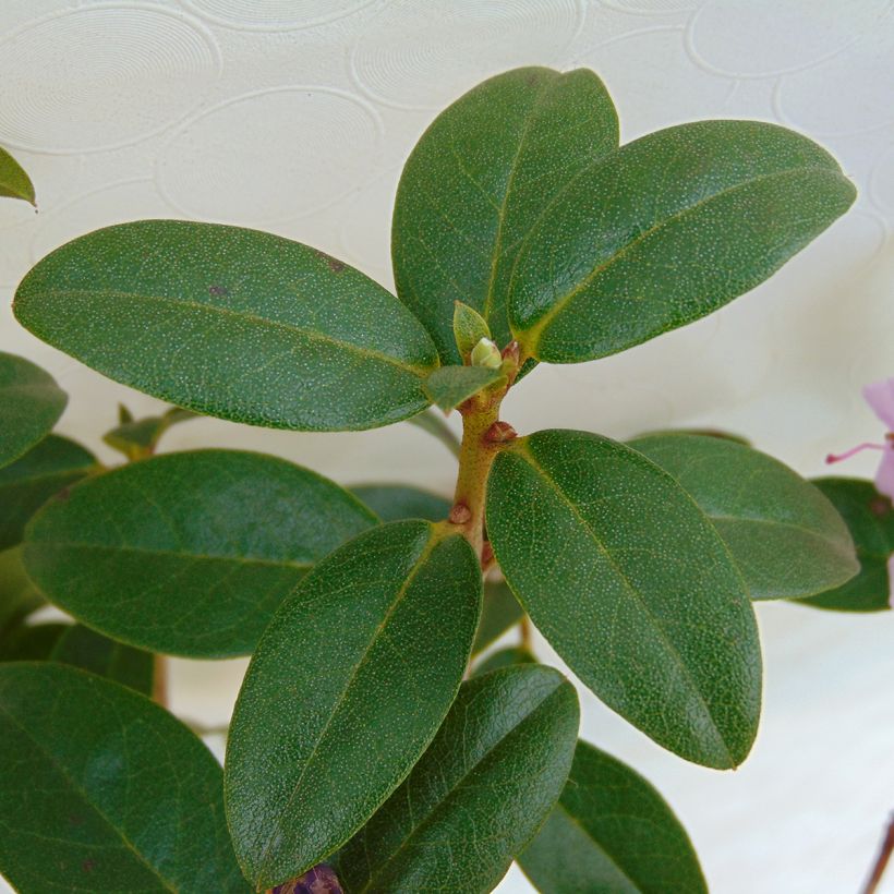 Rhododendron Praecox - Rhododendron nain (Foliage)