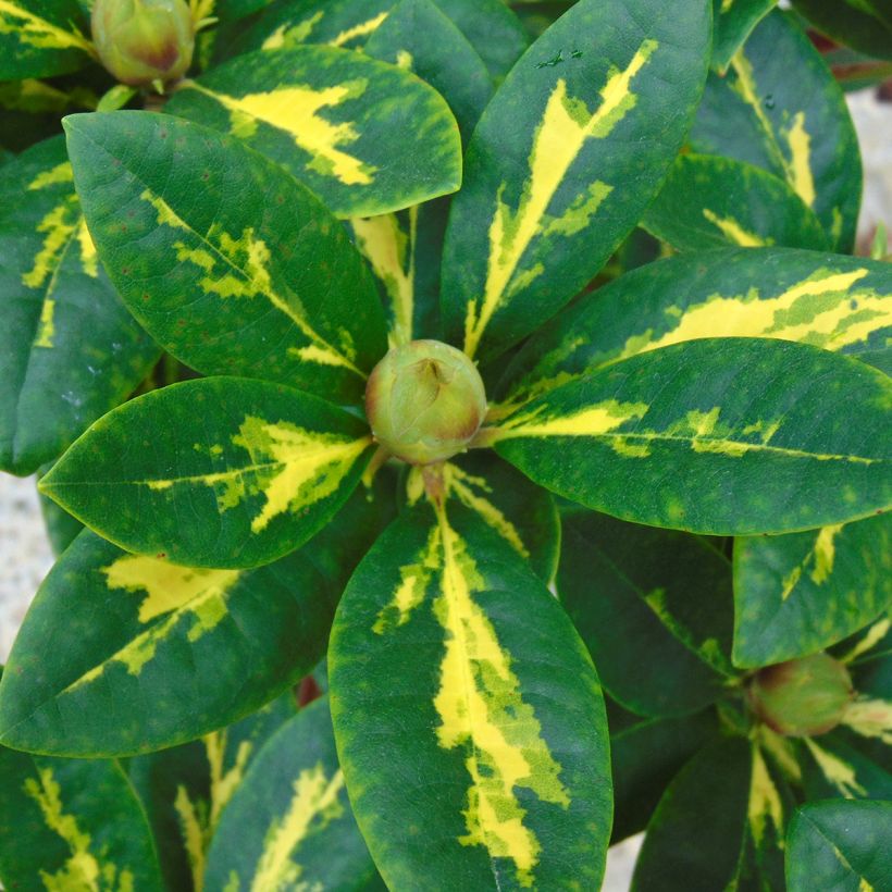 Rhododendron Président Roosevelt - Grand Rhododendron (Foliage)