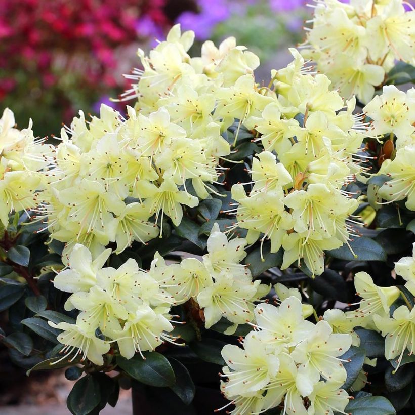 Rhododendron Princess Anne - Rhododendron nain (Flowering)