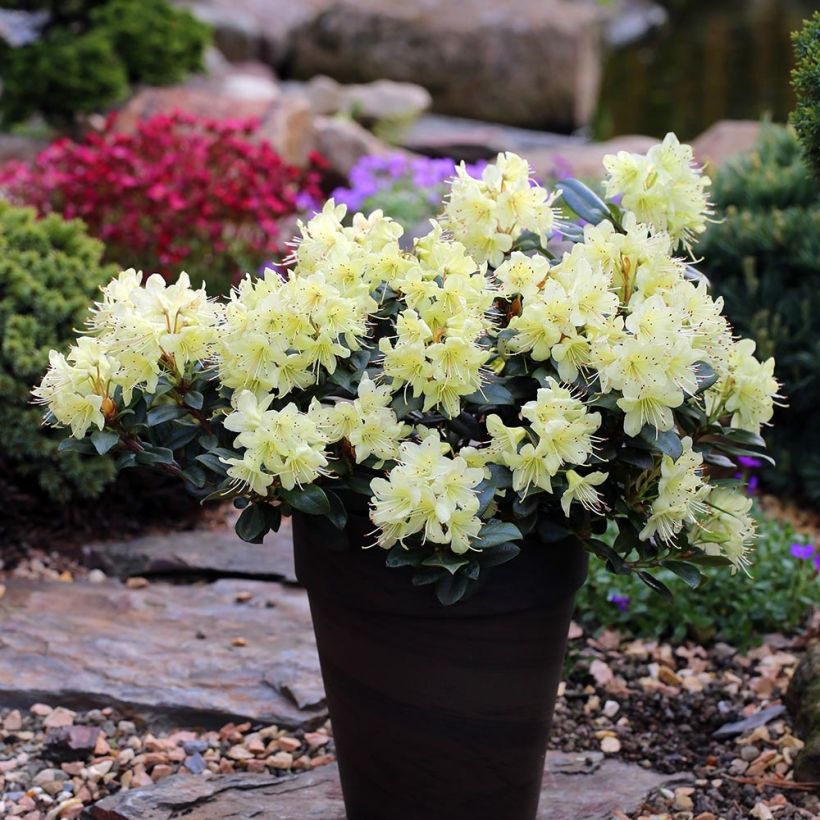Rhododendron Princess Anne - Rhododendron nain (Plant habit)
