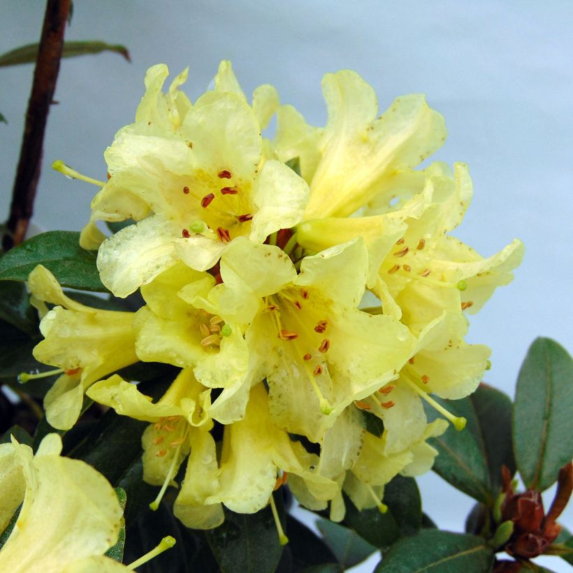 Rhododendron Saffron Queen - Rhododendron nain (Flowering)