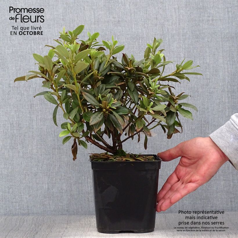 Example of Rhododendron Saffron Queen - Rhododendron nain Pot de 3L/4L as you get in automne