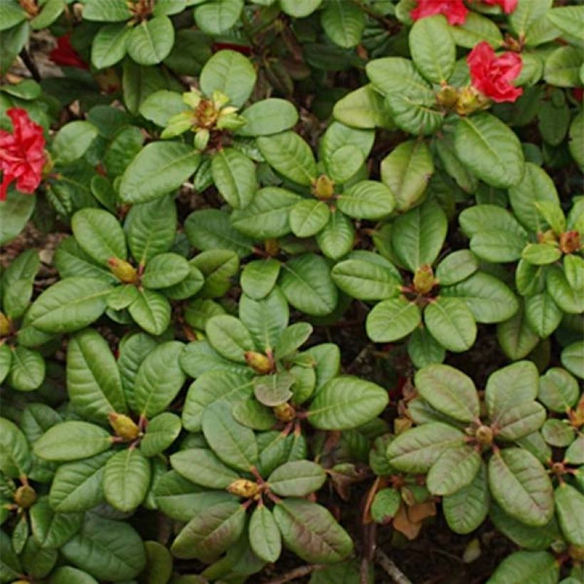 Rhododendron Scarlet Wonder - Rhododendron nain. (Foliage)