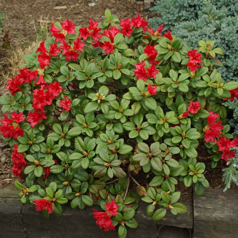 Rhododendron Scarlet Wonder - Rhododendron nain. (Plant habit)