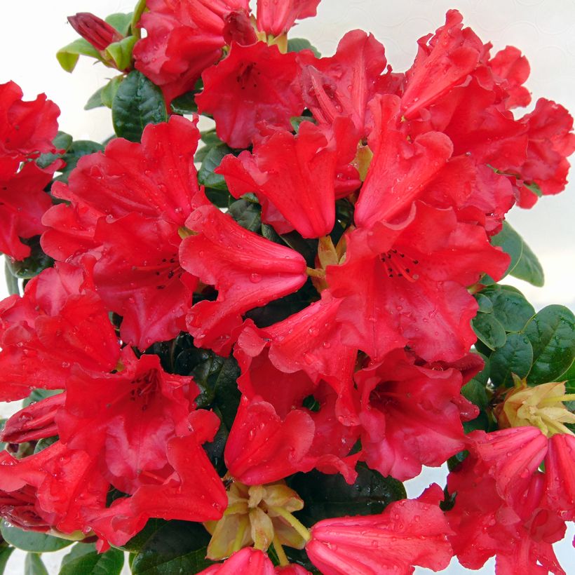 Rhododendron Scarlet Wonder - Rhododendron nain. (Flowering)